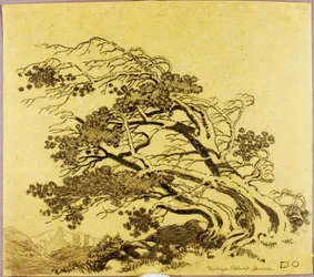 Untitled (transfer drawing for Pines in Wind, Estes Park)