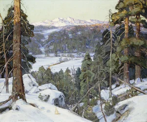Pines in Winter