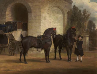 Two Black Coach Horses with a Coachman