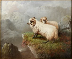 Sheep on a Cliff Edge