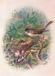 Blackcap - Sylvia Atricapilla