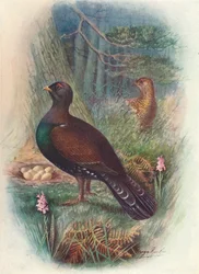 Capercaillie