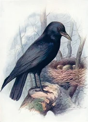 Carrion-Crow - Corvus Corone, c1910
