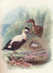 Eider-Duck - Somateria Mollissima