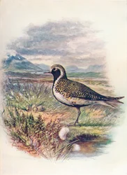 Golden Plover - Charadrius pluvialis