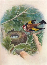 Goldfinch - Carduelis Elegans, c1910