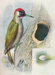 Green Woodpecker - Gecinus viridis, c1910