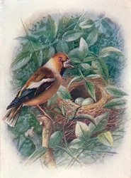 Hawfinch - Coccothraustes vulgaris