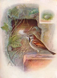 House-Sparrow -- Passer domesticus