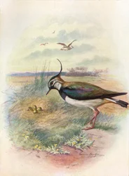 Lapwing or Peewit - Vanellus vulgaris