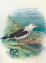Lesser Black-Backed Gull - Larus fuscus