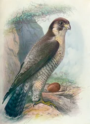 Peregrine Falcon - Falco peregrinus