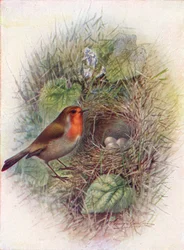 Redbreast or Robin - Erithacus Rubecula