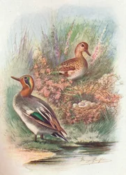 Teal - Nettion crecca, c1910