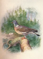 Wood-Pigeon or Ring-Dove - Columba palumbus