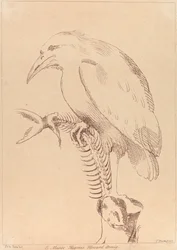 Untitled: Bird holding fish skeleton