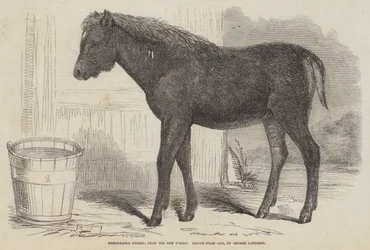 Remarkable Hybrid, from the New Forest