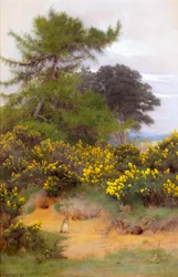 On the Edge of Shere Heath