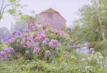 Rhododendrons by a watermill