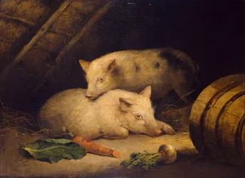 Pigs