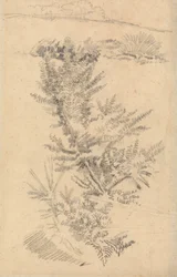 Study of Trees, etc., in a Meadow