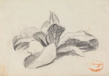 Study of Leaves 2