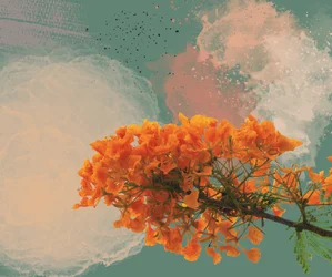 Royal Poinciana “El Flamboyan”