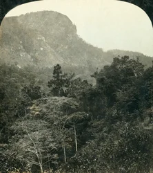 Tropical Vegetation in the Barron River Gorge, Cairns, Queensland, Australia