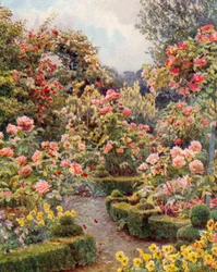 Everywhere are roses, roses