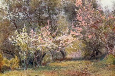 Peach, Plum, and Pear-blossom