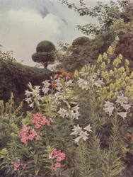 White Lilies and Yellow Monkshood