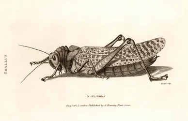 Antique Print of a Locust