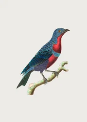 Purple Breasted Chatterer
