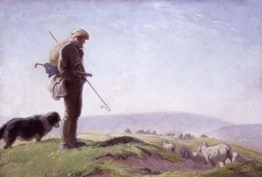 South Down Shepherd