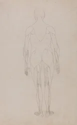 A Comparative Anatomical Exposition of the Structure of the Human Body with That of a Tiger and a Common Fowl: Human Figure, Posterior View