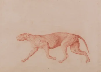 A Comparative Anatomical Exposition of the Structure of the Human Body with That of a Tiger and a Common Fowl: Leopard Body, Lateral View (First of Five Studies of Another Large Cat)