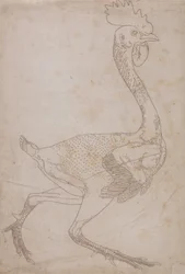 Fowl Body, Lateral View