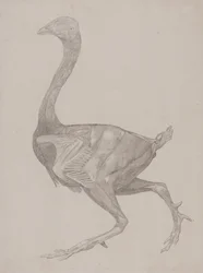 Comparative Anatomical Exposition: Fowl Body, Lateral View
