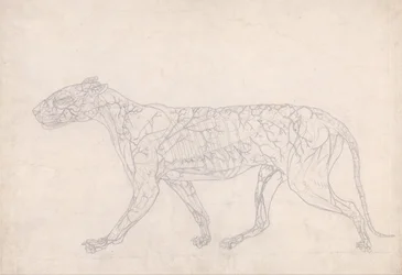 A Comparative Anatomical Exposition of the Structure of the Human Body with That of a Tiger and a Common Fowl: Tiger, Lateral View