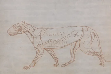 Tiger Body, Lateral View