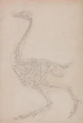Fowl Skeleton, Lateral View