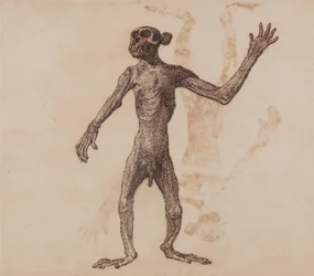 Monkey Standing, Anterior View