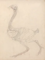 Fowl Body, Lateral View