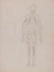 A Comparative Anatomical Exposition of the Structure of the Human Body with that of a Tiger and a Common Fowl: Human Figure, Posterior View