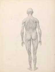 Human Figure, Posterior View, Partially Dissected