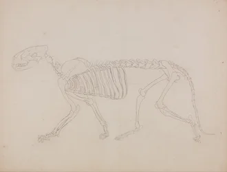Tiger Skeleton, Lateral View