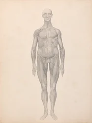 Comparative Anatomical Exposition: Human Figure, Anterior View, Skin and Underlying Fascial Layers Removed