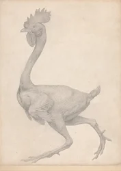A Comparative Anatomical Exposition of the Structure of the Human Body with that of a Tiger and a Common Fowl: Fowl, Lateral View with Most Feathers Removed