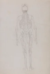 A Comparative Anatomical Exposition of the Structure of the Human Body with that of a Tiger and a Common Fowl: Human Figure, Posterior View