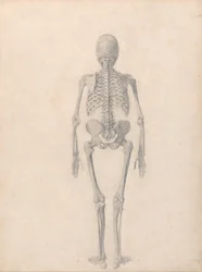 A Comparative Anatomical Exposition of the Structure of the Human Body with that of a Tiger and a Common Fowl: Human Skeleton, Posterior View (Finished Study for Table II)